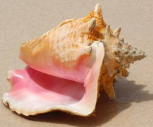 Large spiral shell with a flared, glossy pink lip — the iconic Caribbean sea snail resting on the seabed.