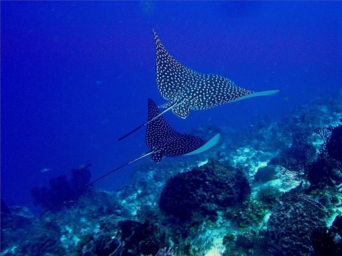Dark ray covered in white spots with a long whip-like tail, soaring over a sandy seabed.